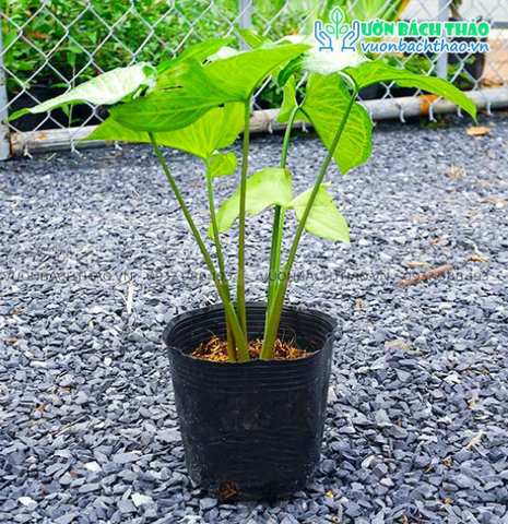 Cây tróc bạc / cây bà trầu trắng, cây cảnh trồng thủy sinh lọc không khí