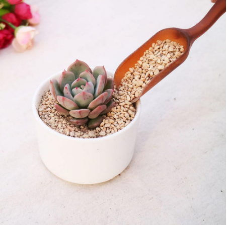 Muỗng thìa cà phê Xúc đất, cát trồng cây cảnh làm vườn