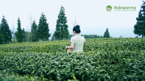 Thái Ninh Trà tâm niệm: Tự nhiên là ngon nhất