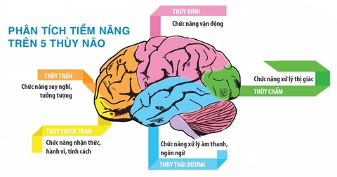 Ehon Và Các Chức Năng Chính Của Não Bộ