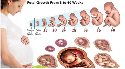 Quá trình phát triển chỉ số tăng trưởng của thai nhi theo tuần 