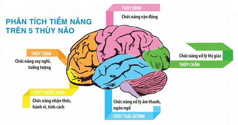 Thùy não và các chức năng giúp phát triển giác quan và não bộ cho bé