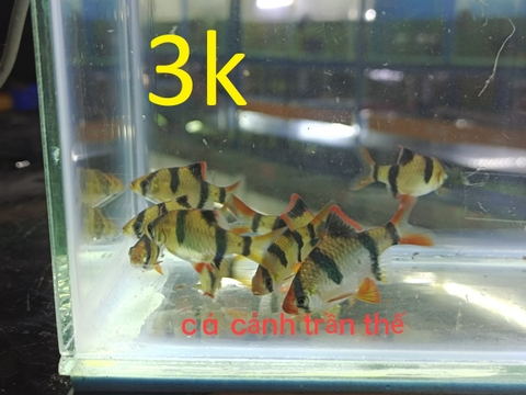 cách nuôi và chăm sóc dòng cá secan