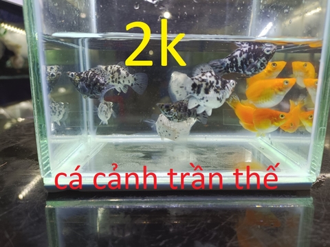 cách nuôi và chăm sóc cá bình tích , trân châu