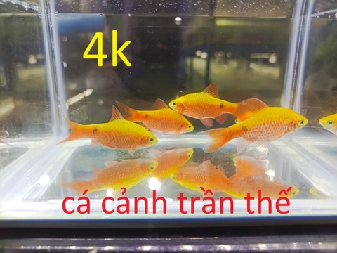 cách nuôi và chăm sóc cá hồng cam