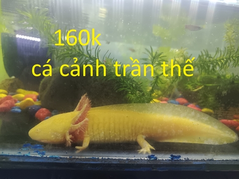 cách nuôi và chăm sóc cá khủng long 6 sừng (axolotl)