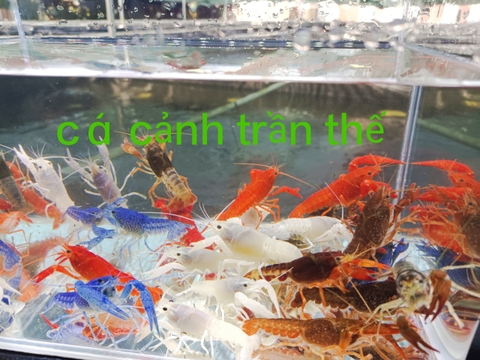 Tép và tôm cảnh 
