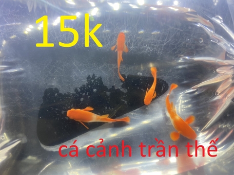 Cá 7 màu