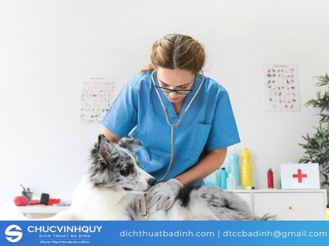 Dịch tiếng Anh chuyên ngành thú y phát triển ngành chăn nuôi