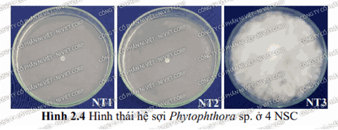 Báo cáo kết quả khảo sát hiệu lực của chế phẩm nano đồng (nano copper) FUGI NANO-Cu đối với nấm bệnh Phytophthora sp - Ngày 4