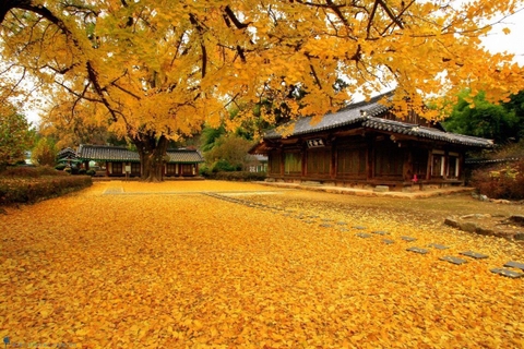 Tour Đặc Sắc Hàn Quốc 5N4Đ cho mùa Lá Đỏ