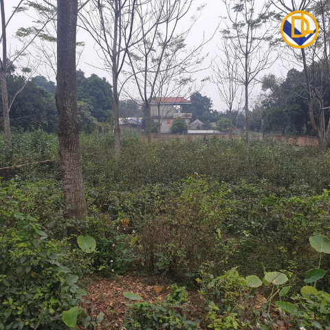 421m2 sát trục chính tại Thôn 3, PHÚ CÁT, QUỐC OAI, HÀ NỘI | ĐẤT NỀN QUỐC OAI | TIẾN MAI DREALAND
