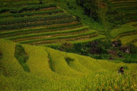 Day trip easy rider loop Hoang Su Phi- Enjoy hot spring bath and Shan Tuyet Tea