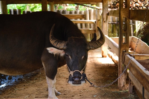 Day trip easy rider loop Hoang Su Phi- Enjoy hot spring bath and Shan Tuyet Tea
