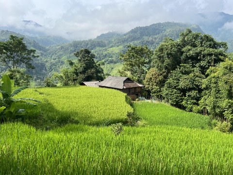 3N2Đ Mùa Lúa Chín: Bản Luốc- Bản Phùng- Thảo Nguyên Suổi Thầu- Bắc Hà