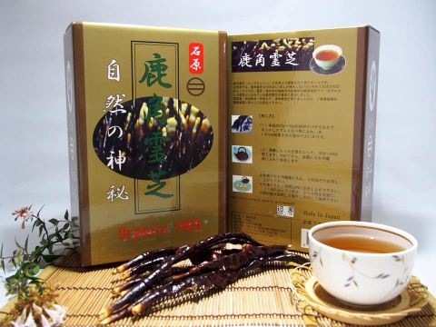 NẤM LINH CHI SỪNG HƯƠU NHẬT BẢN