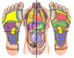 Bộ tranh các khu phản xạ- Bấm huyệt bàn chân, bàn tay (5 tờ khổ A3)