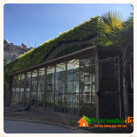 Thi công tưá»ng cây nhà mẫu Jamona Golden Silk