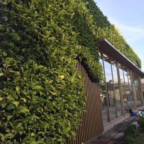 Nhận thi công tường cây, trồng cây trên tường.0913342211 - 2