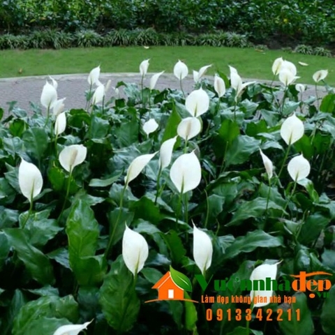 Buồm trắng, lan ý -Spathiphyllum wallisii