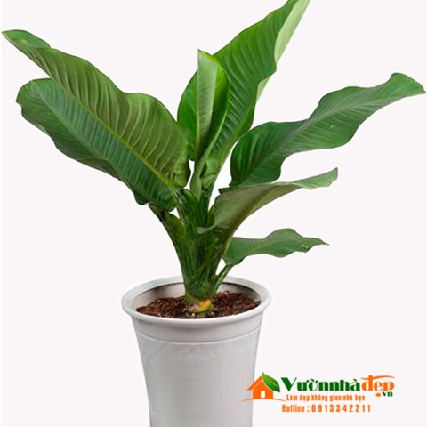 Cây Äại phú gia thÃch hợp trá»ng cây trong nhÃ
