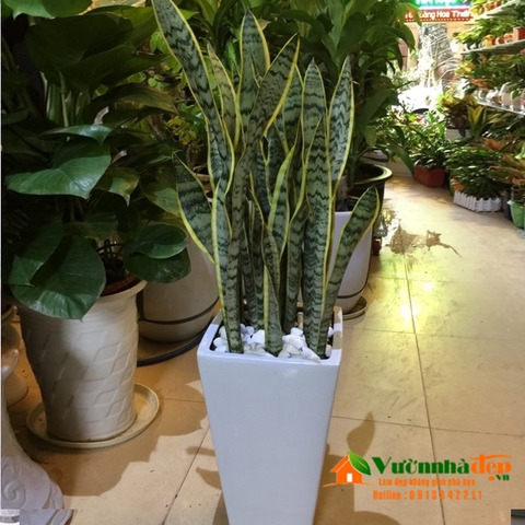 Cây lưỡi há» là cây trá»ng trong nhÃ
