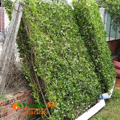 TÆ°á»ng cÃ¢y Si - thi cÃ´ng tÆ°á»ng cÃ¢y giÃ¡ ráº»