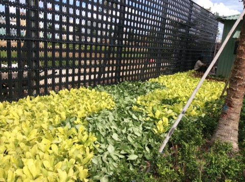 Nhận thi công tường cây, trồng cây trên tường.0913342211 - 1