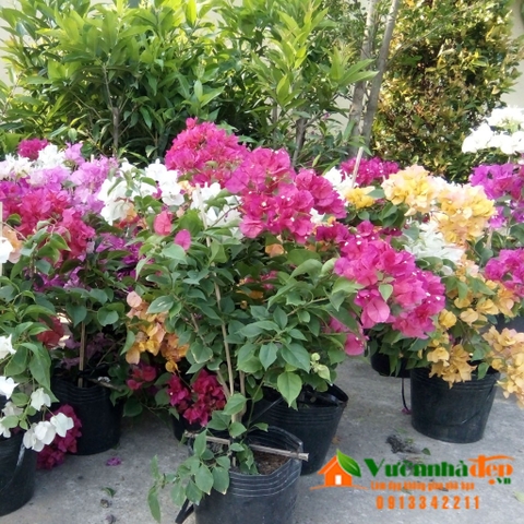 Hoa giấy - Bougainvillea spectabilis