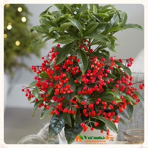 Kim ngân lượng _ Ardisia crenata