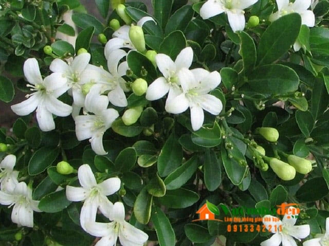 Nguyệt quế - Murraya paniculata