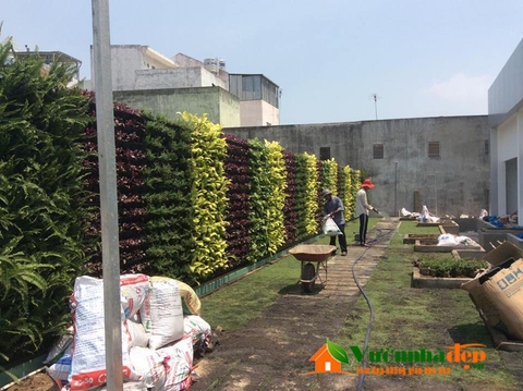 Thi công tưá»ng cây Golden Star