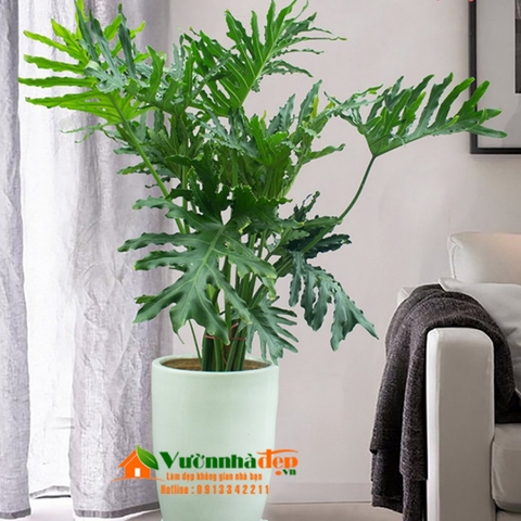 Trầu bà thanh xuân là cây trá»ng trong nhÃ