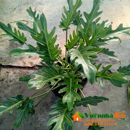Trầu bà khÃa - Philodendron xanadu