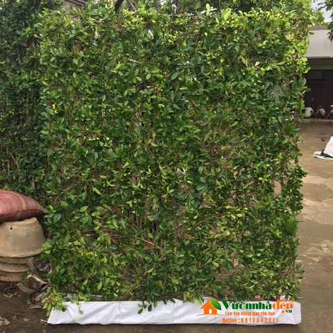 Káº¿t quáº£ hÃ¬nh áº£nh cho tuong cay si cÃ  phÃª sÃ¢n vÆ°á»n