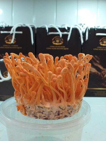 Đông trùng hạ thảo tươi ( hộp )