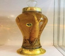 BÌNH NGÂM ĐÔNG TRÙNG HẠ THẢO + SÂM 1 LÍT