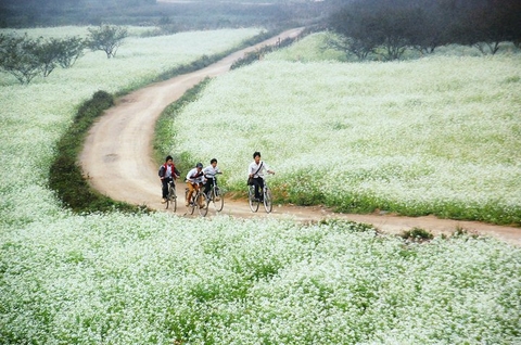 Du lịch Mộc Châu tháng 12: Mùa cải trắng trên cao nguyên