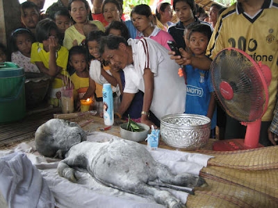 Shock trâu sinh ra "người" ở Thái Lan