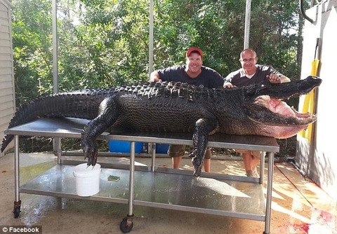 Hai thợ săn tay không bắt cá sấu khổng lồ dài 4m, nặng 347kg