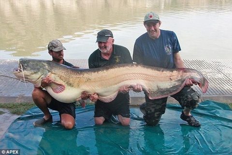 "Quái vật" cá trê khổng lồ nặng 100kg và dài 2,4m