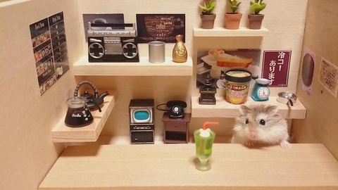 Thăm quan quán bar siêu ngộ nghĩnh của những chú chuột Hamster đáng yêu