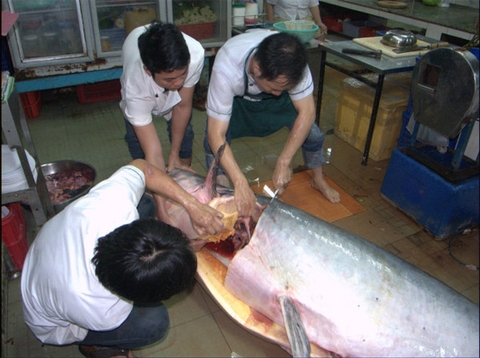 Bắt được cá tra dầu khổng lồ nặng gần 230kg
