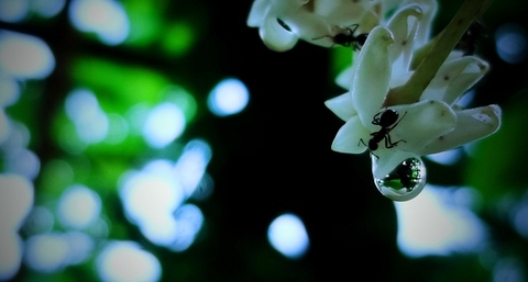 Chụp ảnh Bokeh với điện thoại