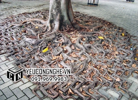 Khi rễ cây hòa quyện với... xi măng