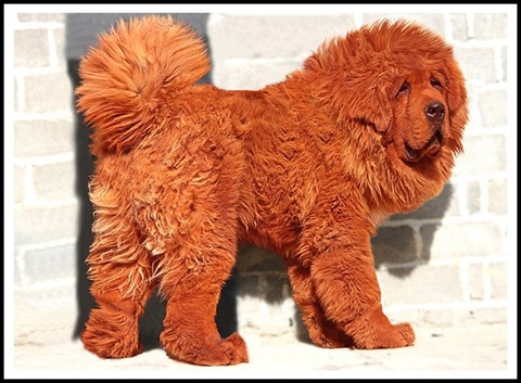 10 món đồ xa xỉ siêu độc của giới nhà giàu