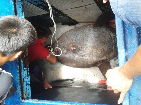 Người Nghệ An bắt được cá mặt trăng quý hiếm nặng 120 kg