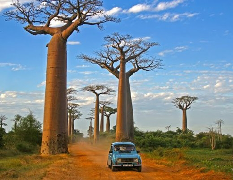 Ấn tượng đại lộ cây baobab - biểu tượng của xứ Madagascar