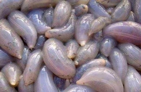 Hàng ngàn động vật lạ trôi dạt, sắp có sóng thần hủy diệt?