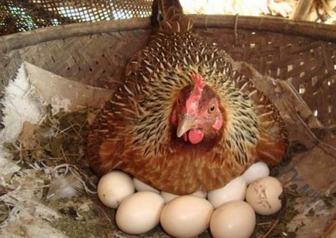 Gà hay trứng có trước - câu hỏi kinh điển đã có đáp án